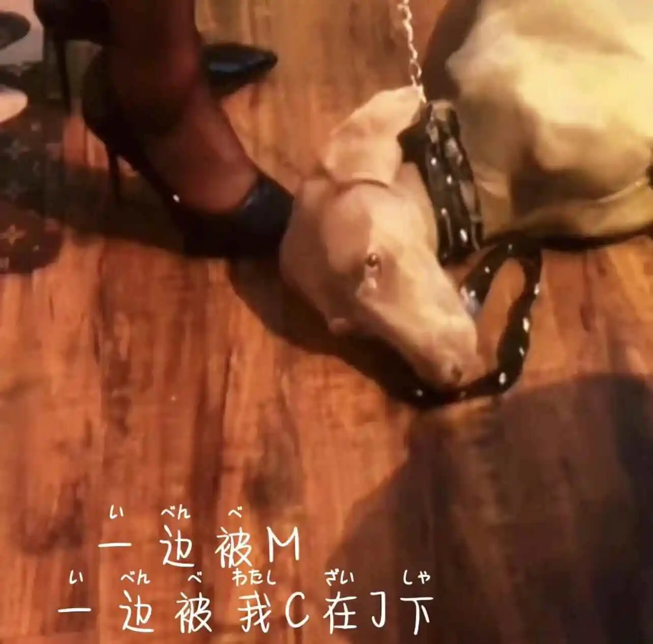 西檬之家-字母圈K9是什么？